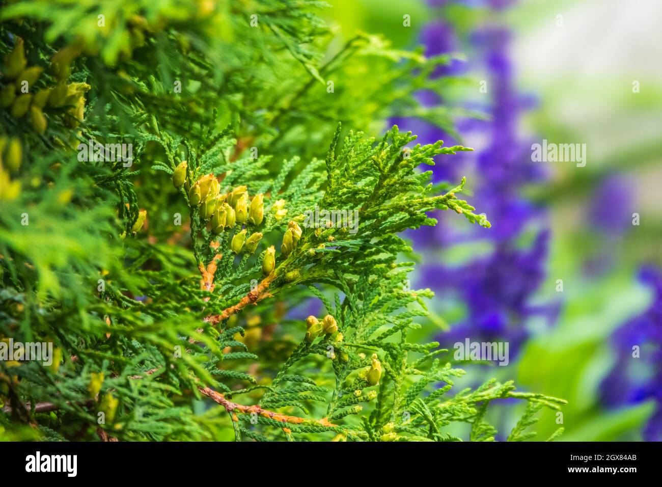 Le Bush de Thuja occidentalis est un conifères à feuilles persistantes. Gros plan de la branche de cèdre de cyprès avec un bouquet de cônes verts. Thuja occidentalis, également connu Banque D'Images