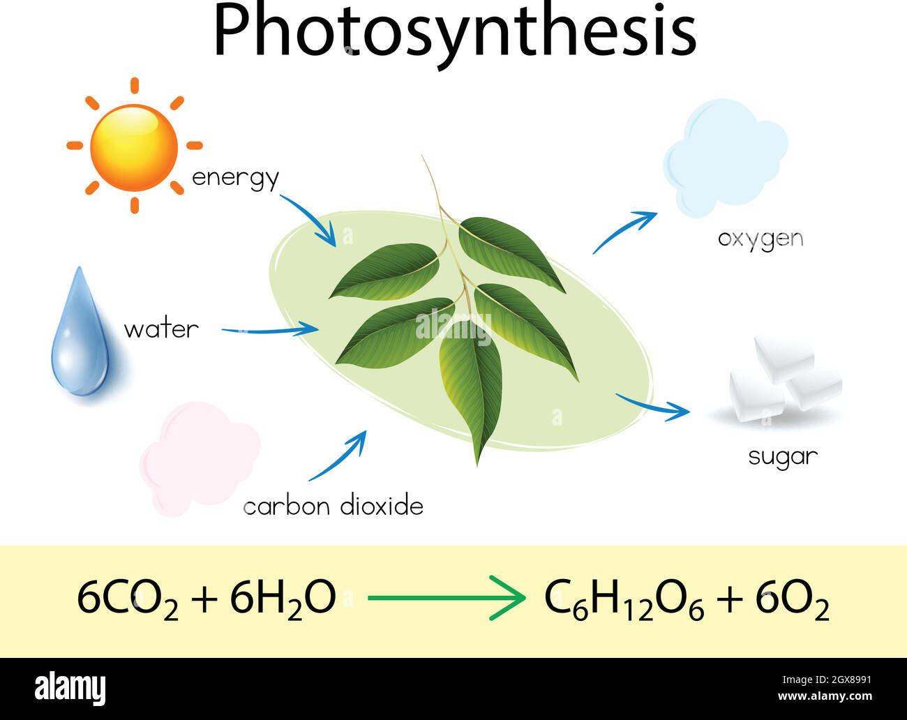 Une éducation scientifique de la photosynthèse Illustration de Vecteur