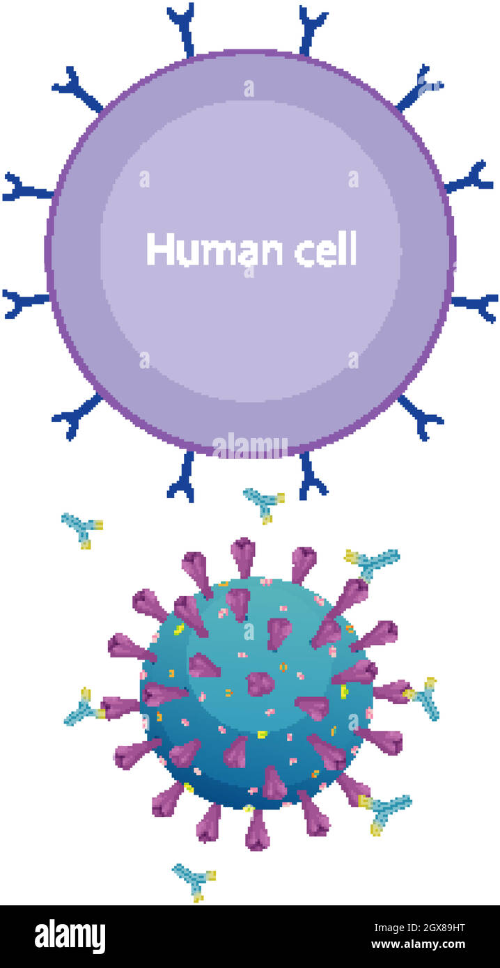 Diagramme informatif des cellules humaines et du coronavirus Illustration de Vecteur