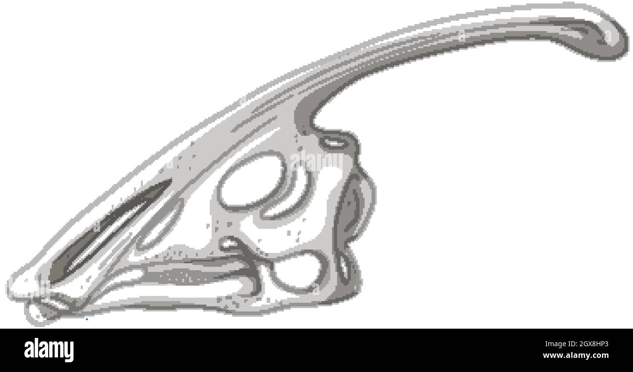 Squelette de dinosaure sur fond blanc Illustration de Vecteur