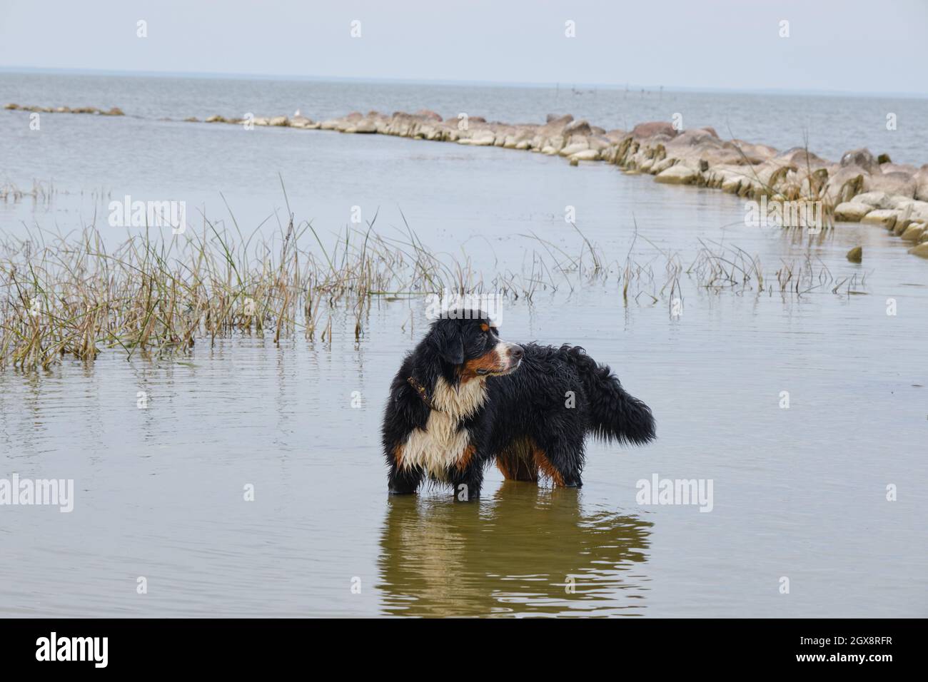 Chien de montagne bernois debout dans l'eau près de la côte et regardant de côté Banque D'Images