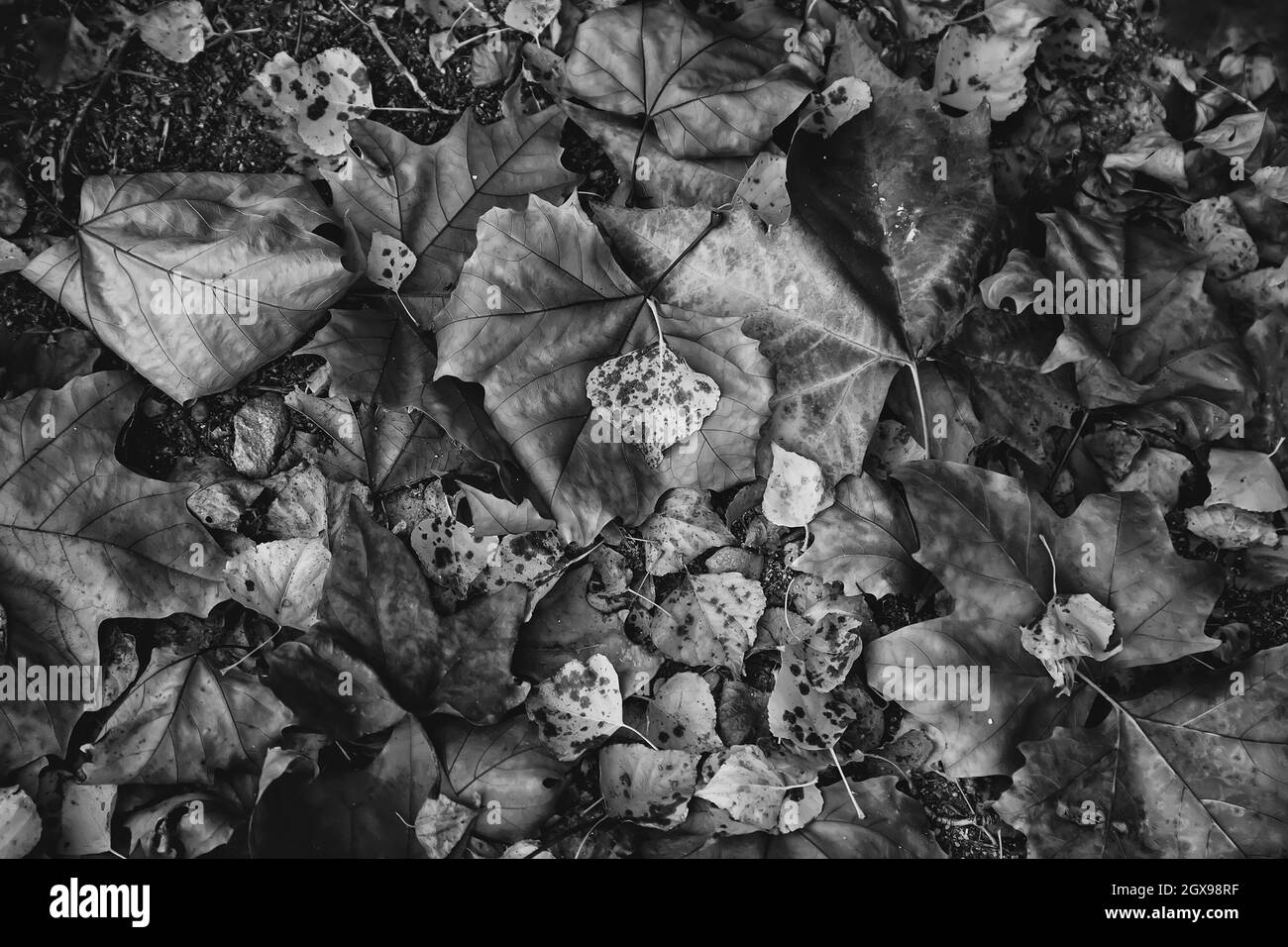 Détail du froid et de la pluie un jour d'automne dans le forêt Banque D'Images