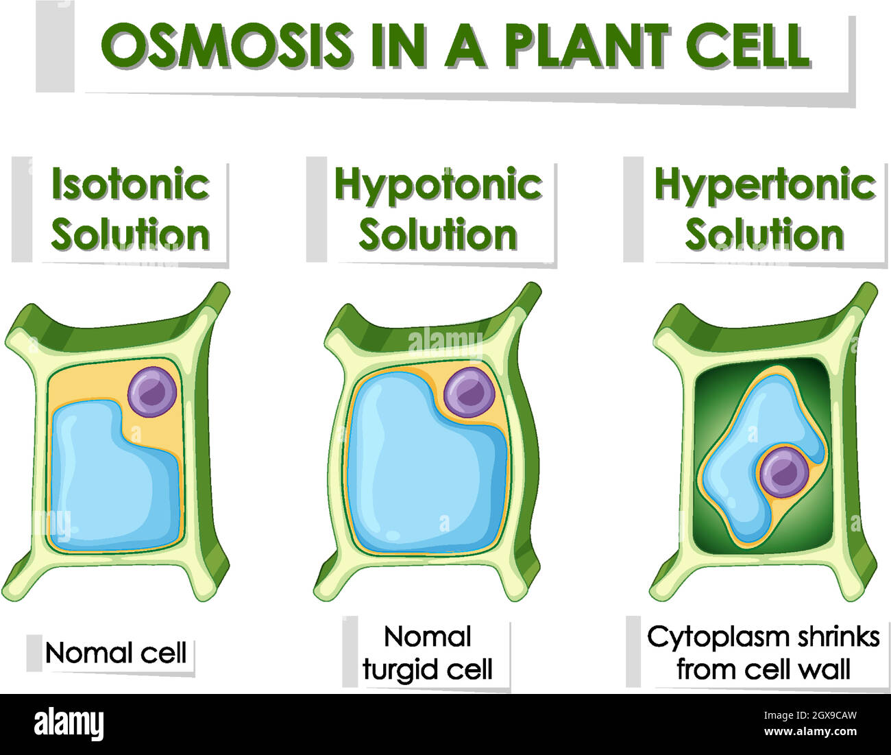 Schéma montrant l'osmose dans la cellule végétale Illustration de Vecteur