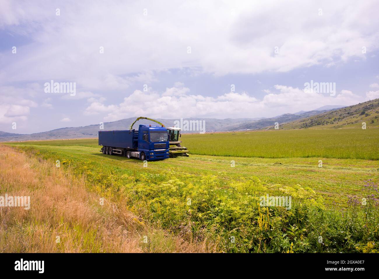 Temps de récolte - combiner la charge de la machine le grain récolté dans le bunker du chariot Banque D'Images