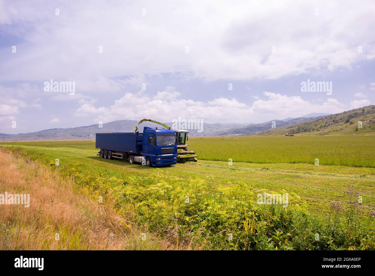 Temps de récolte - combiner la charge de la machine le grain récolté dans le bunker du chariot Banque D'Images