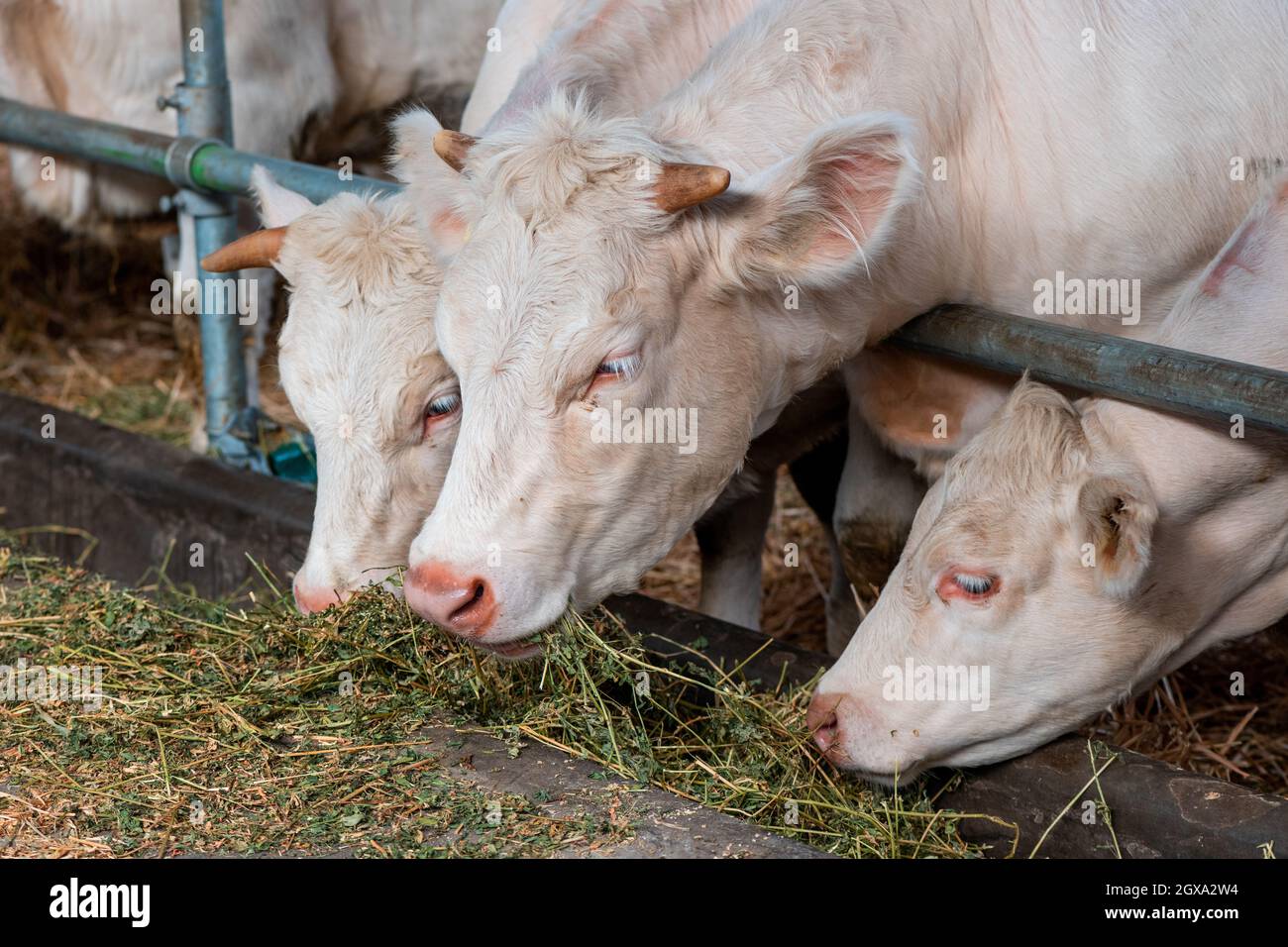 La Blonde d'Aquitaine sur les vaches bovins ferme laitière, l'élevage des animaux domestiques Banque D'Images