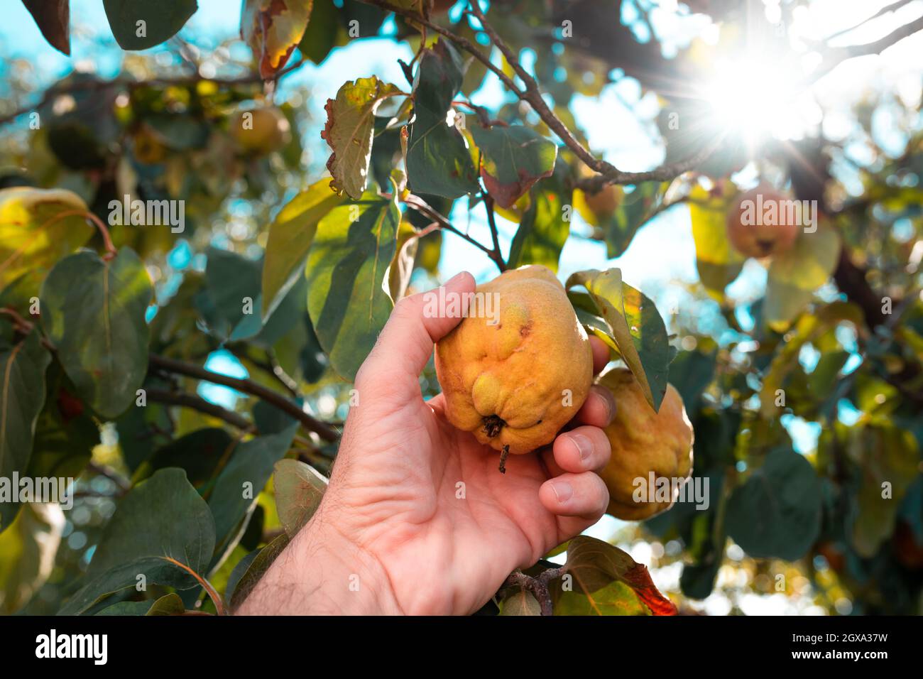Fermier cueillant à la main des fruits mûrs de coing dans le verger, gros plan avec un foyer sélectif Banque D'Images
