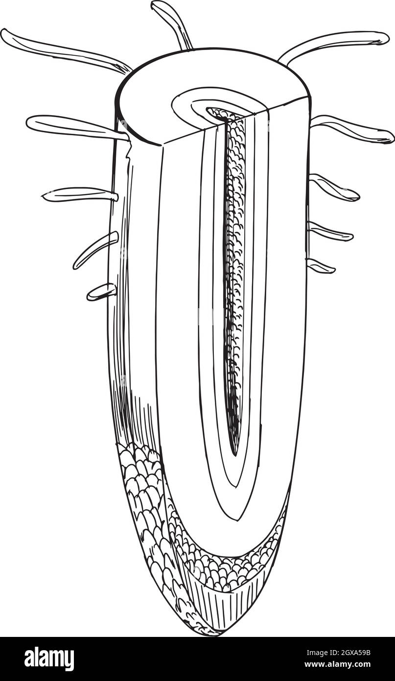 sale3 Illustration de Vecteur