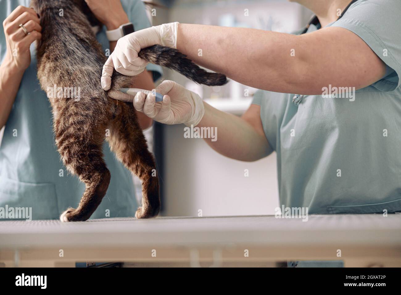 Vétérinaire en gants de latex prend la température rectale de tabby chat  avec l'aide d'infirmière en clinique Photo Stock - Alamy
