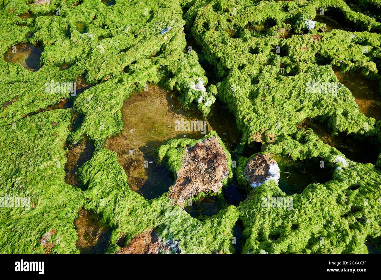 Mousse verte sur le rocher Banque de photographies et d'images à haute  résolution - Alamy