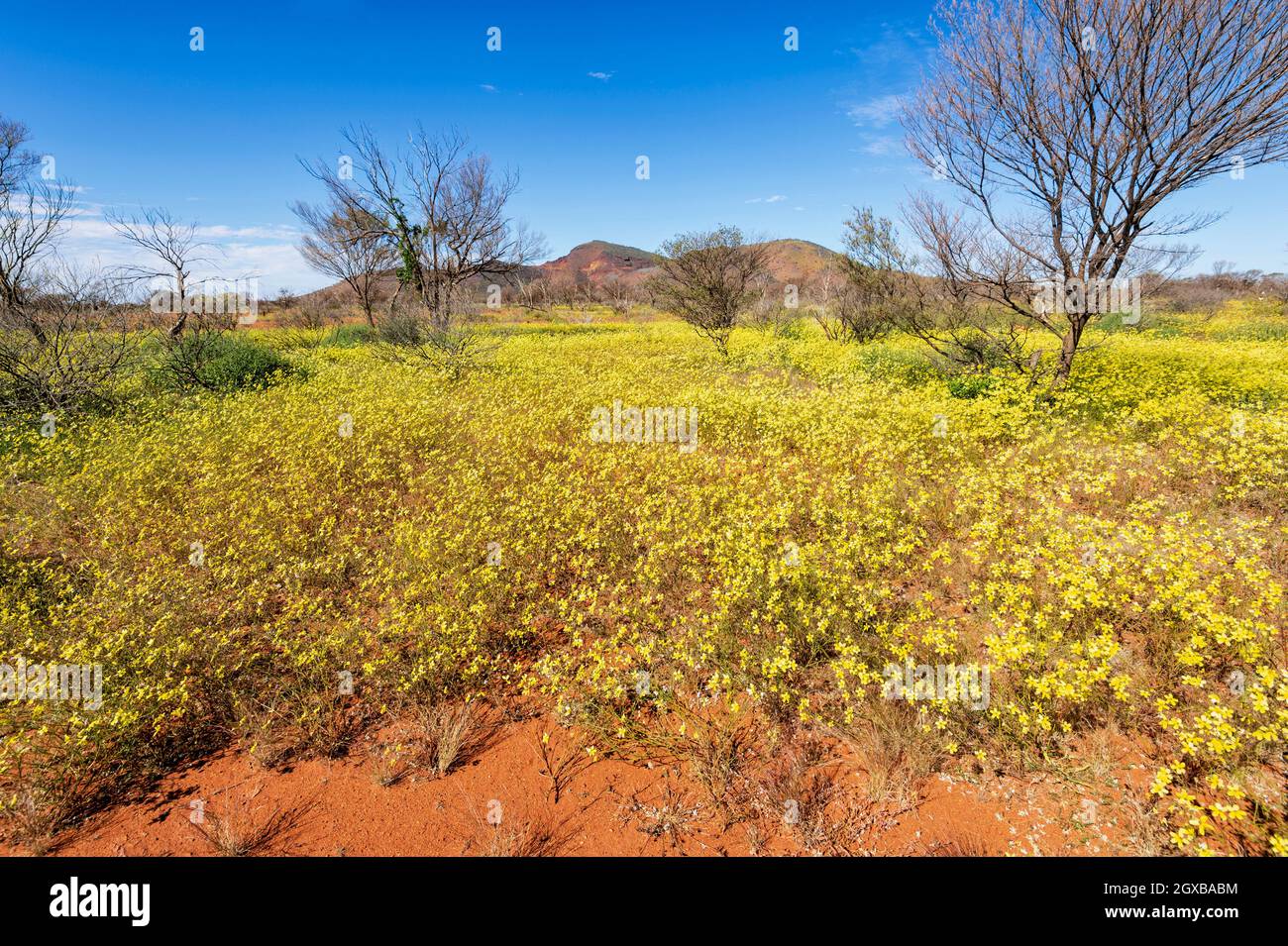 Exposition spectaculaire de fleurs sauvages jaunes pendant la floraison du désert au printemps dans l'Outback australien, Mt Gould, Meekatharra Shire, Australie occidentale, WA, Banque D'Images