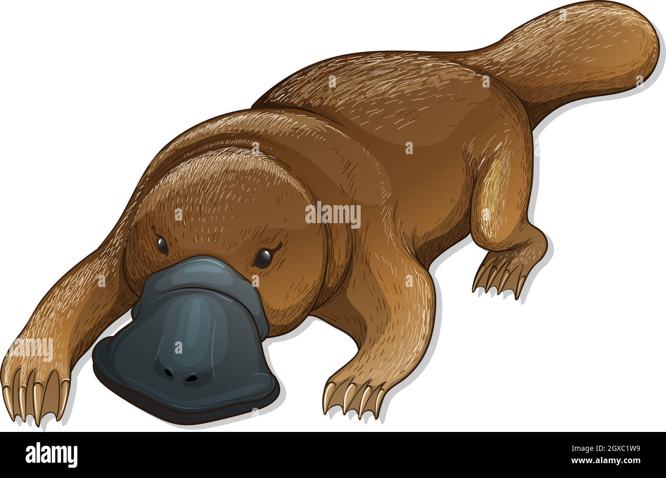 Ornithorynque Illustration de Vecteur