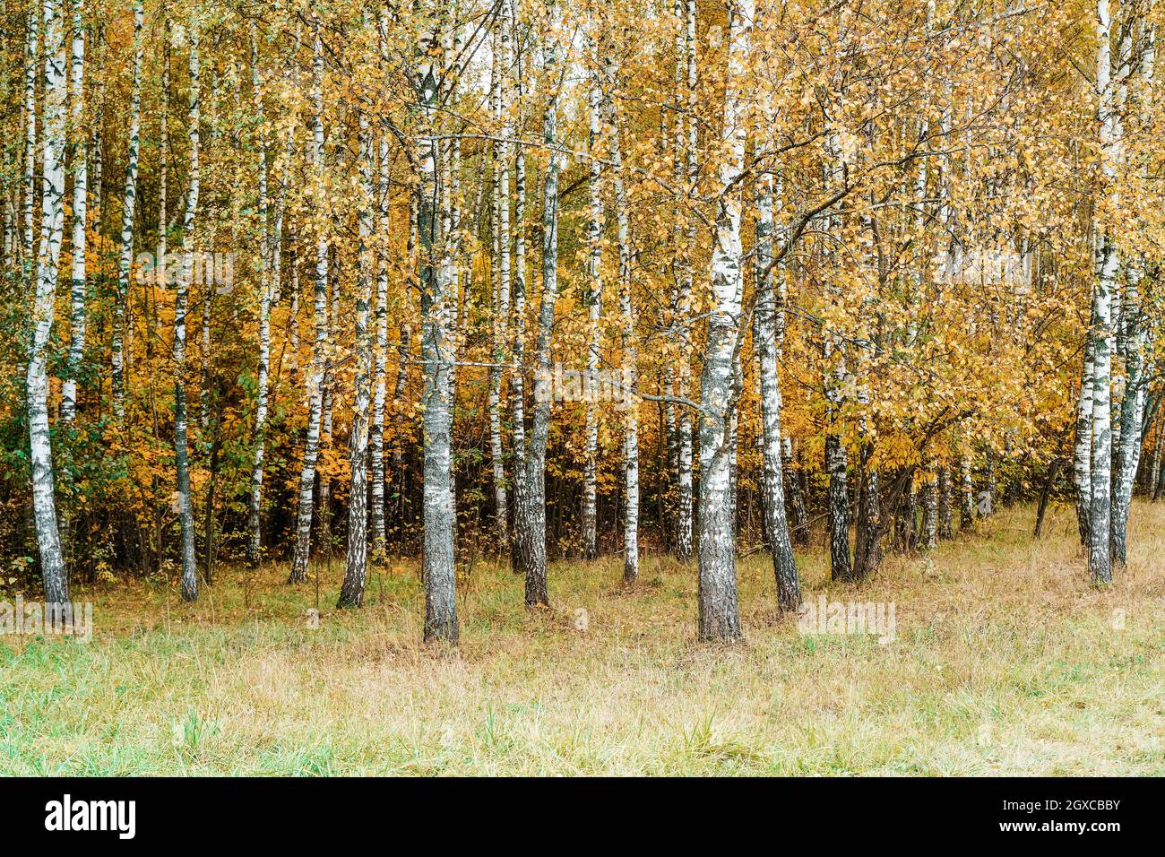 Plantation de bouleau d'automne en octobre. Forêt d'automne et nature avec des feuilles mortes jaunes. Les bouleaux dans la forêt de fond. Photo de haute qualité Banque D'Images