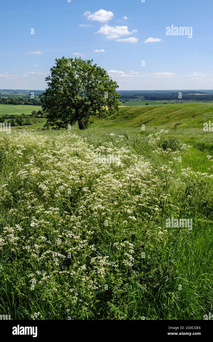 Persil de vache et frêne sur les Lincolnshire Wolds près de Walesby Banque D'Images