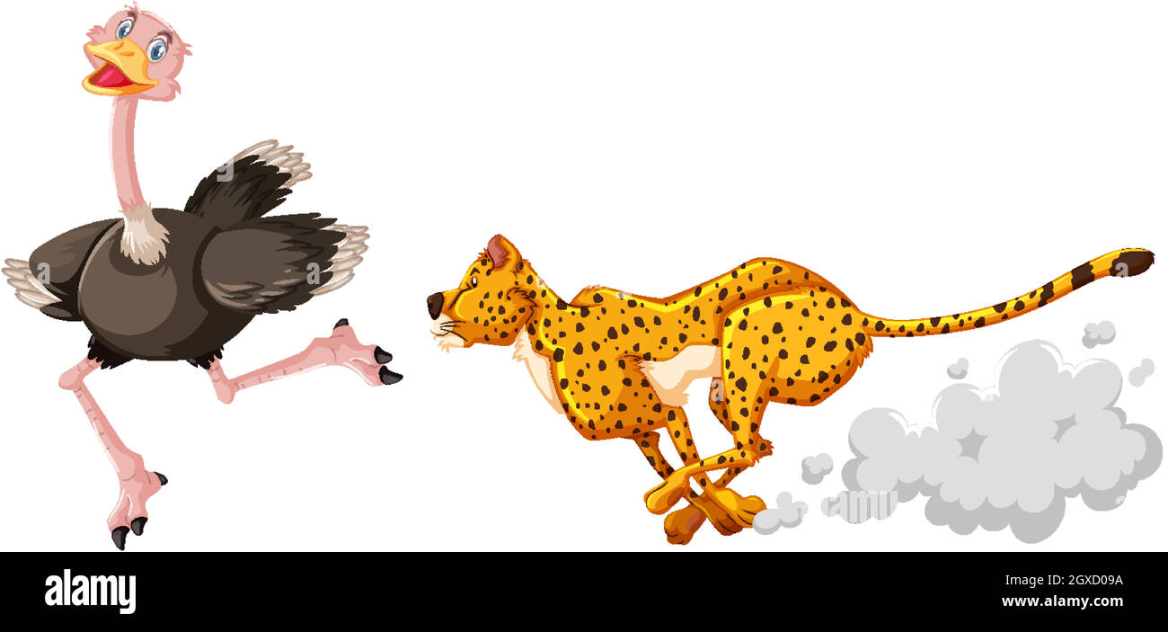 Léopard chasse autruches dans le personnage de dessin animé sur fond blanc Illustration de Vecteur