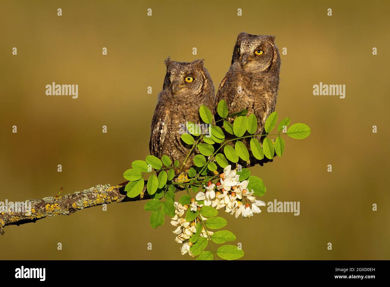 Deux hiboux eurasiens, des otus, assis sur la branche au printemps. Poussin sorcière d'oiseau brun reposant sur l'arbre de fleur. Paire de jeunes prédateurs de plumes Banque D'Images