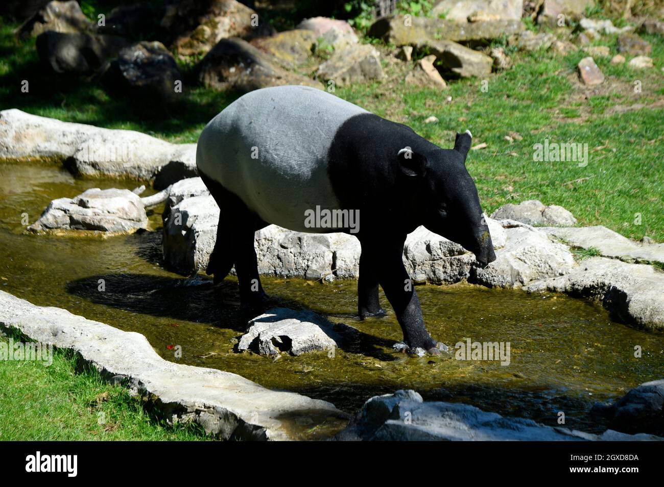 Tapir malayan, zoo de Beauval, Saint Aignan, France Banque D'Images