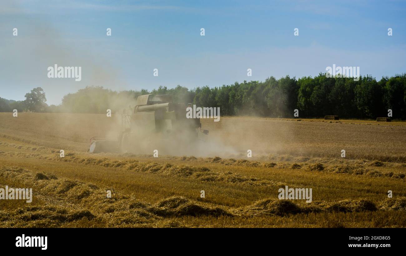 Puissante machine agricole (moissonneuse-batteuse Claas) pour la coupe de champs de blé poussiéreux et la récolte de céréales lors de la récolte - North Yorkshire, Angleterre, Royaume-Uni Banque D'Images