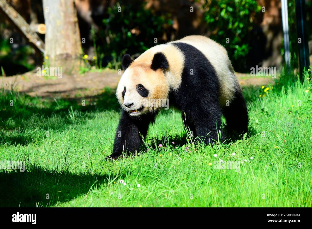 Panda géant (Ailuropoda melanoleuca) au zoo de Beauval à Saint-Aignan sur Cher, Loir-et-Cher, France. Banque D'Images