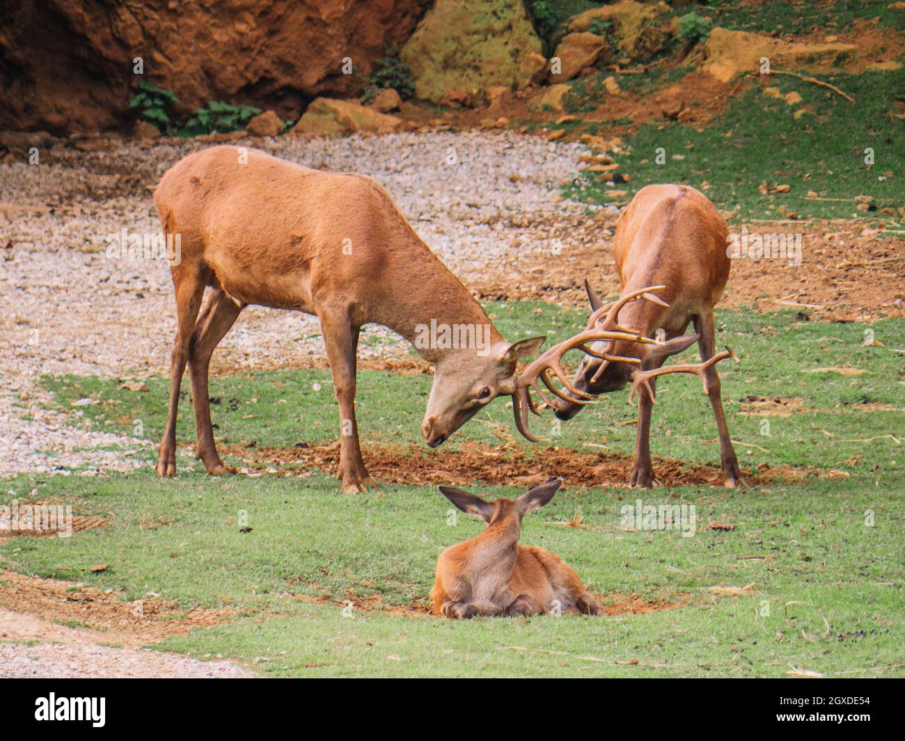 Cerf à la fourrure brune lisse et cornes courbées luttant contre la fauve, allongé sur la prairie de la savane Banque D'Images