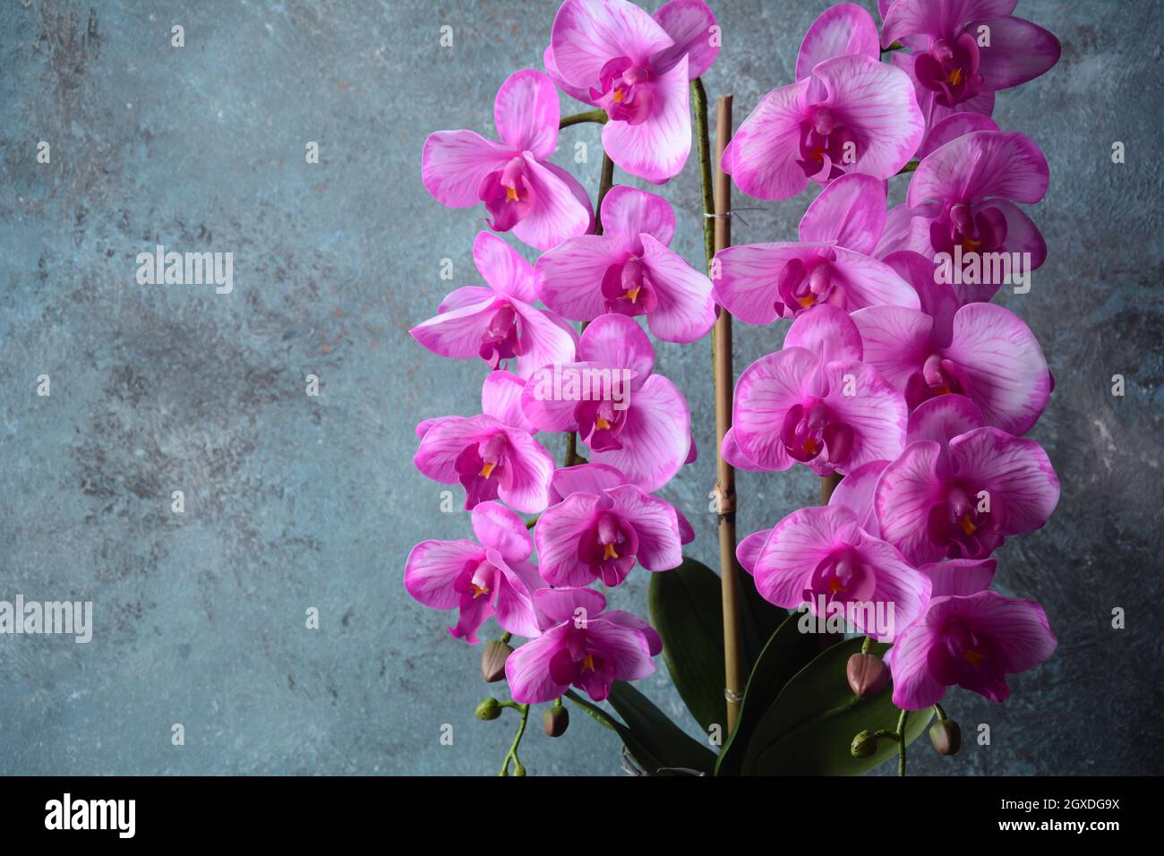 Orchidée rose. Branches d'orchidée sur fond gris. Banque D'Images