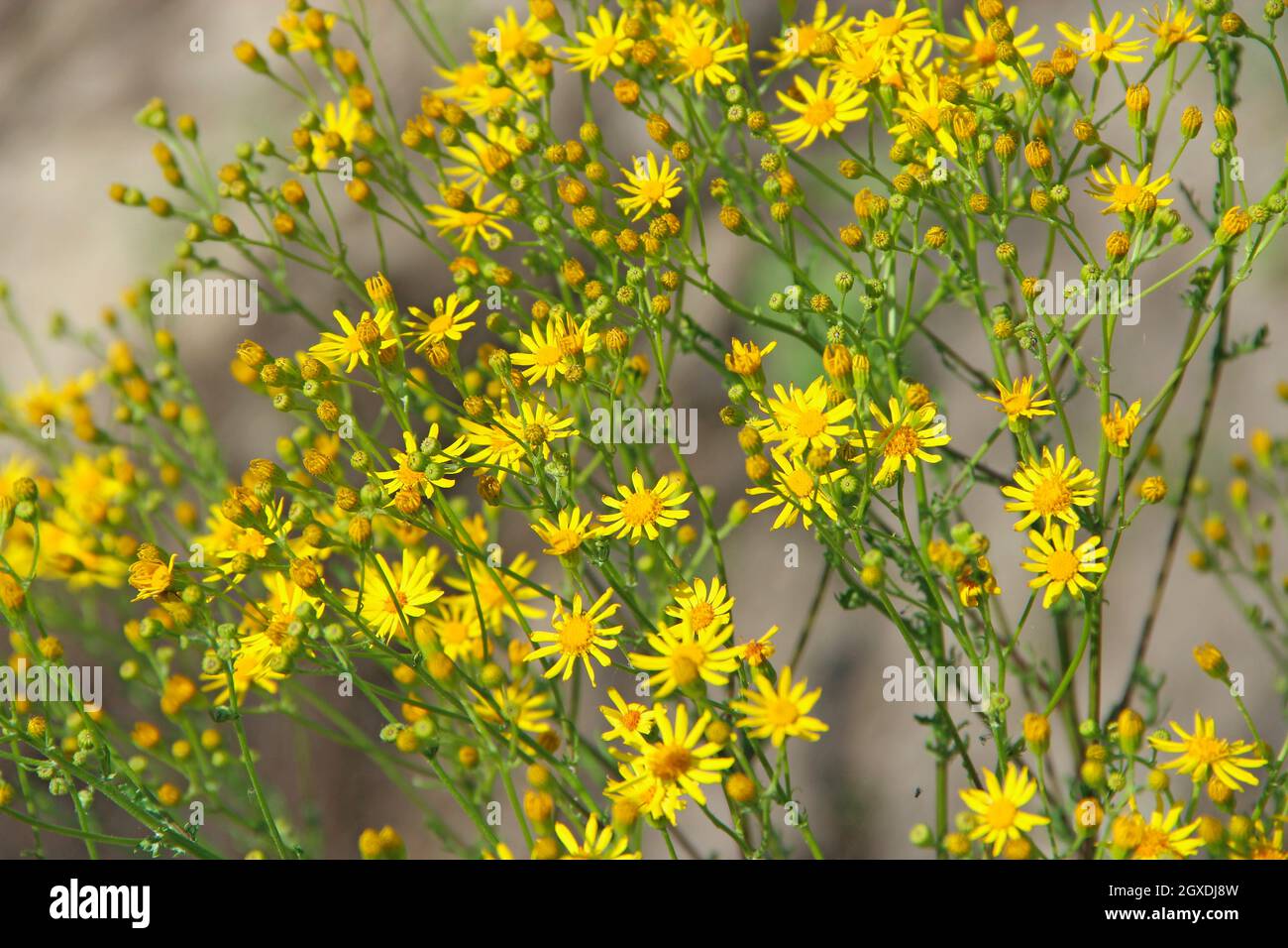 Fleurs de Jacobaea vulgaris. Fleurs jaunes de Senico jacobaea foisonnent dans le jardin. Jacobaea vulgaris qui fleurit dans le champ. Papillon d'argent cloutés Banque D'Images