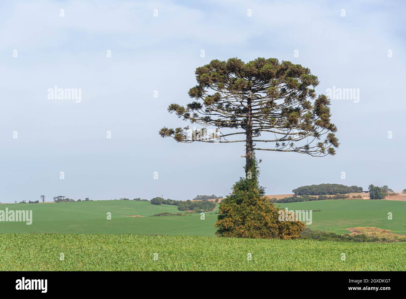 Araucaria angustifolia arbre isolé dans le champ de pâturage. Plante connue sous le nom de Prirão brésilien. Espèces arboricoles de gymnospermes appartenant à l'Araucariac Banque D'Images