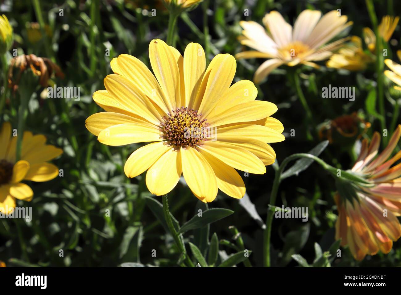 Les baissiers fleurissent à l'extérieur sous la lumière du soleil de l'été. Banque D'Images