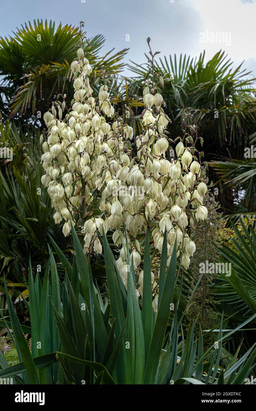 Une plante Yucca en fleur dans un jardin subtropical à Cornwall. Banque D'Images Une plante Yucca en fleur dans un jardin subtropical à Cornwall. Banque D'Images