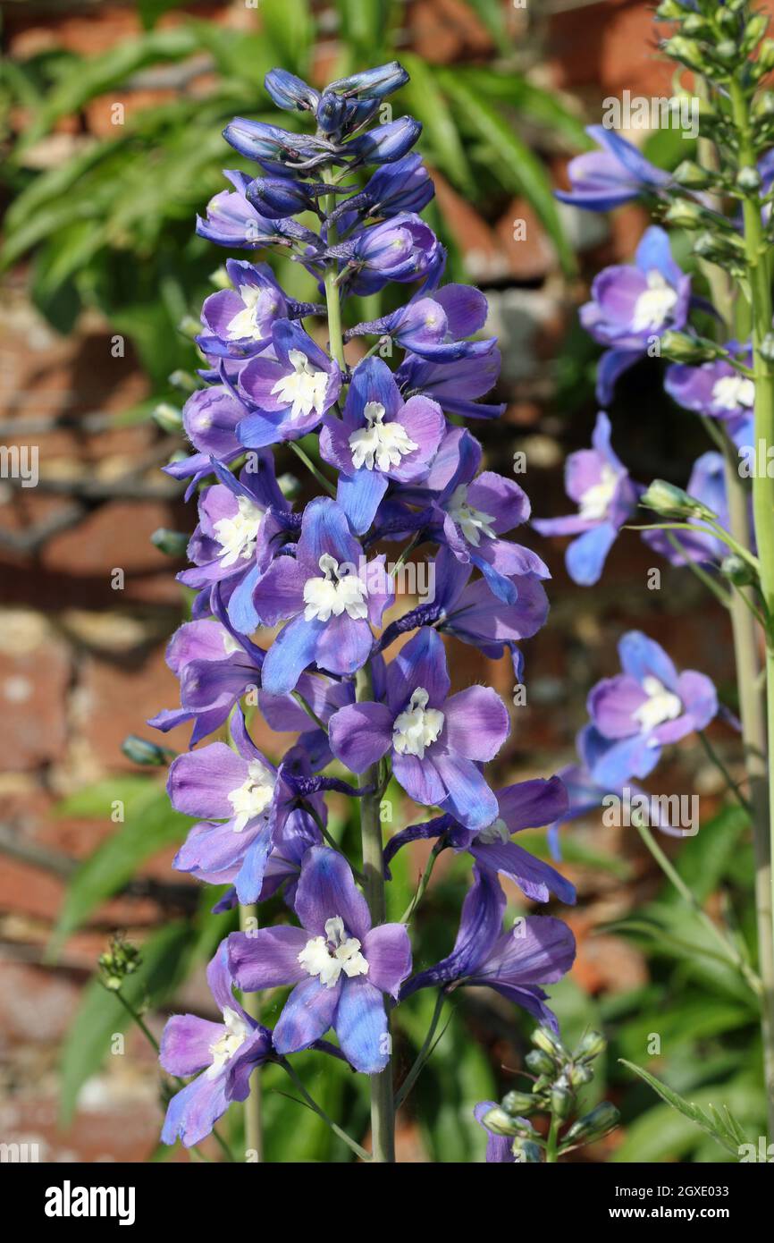 Pointe de floraison de fleurs de delphinium pourpres et bleues avec des centres blancs et un fond flou de feuilles et un mur de briques. Banque D'Images