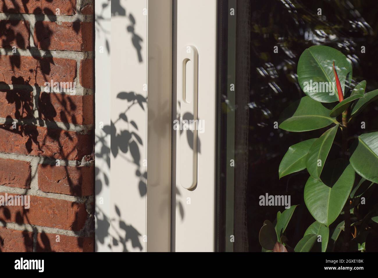 Gros plan porte blanche et cadre d'une porte coulissante ombragée par une  rose grimpant et avec un ficus elastica derrière la vitre. Automne, pays-Bas,  octobre Photo Stock - Alamy