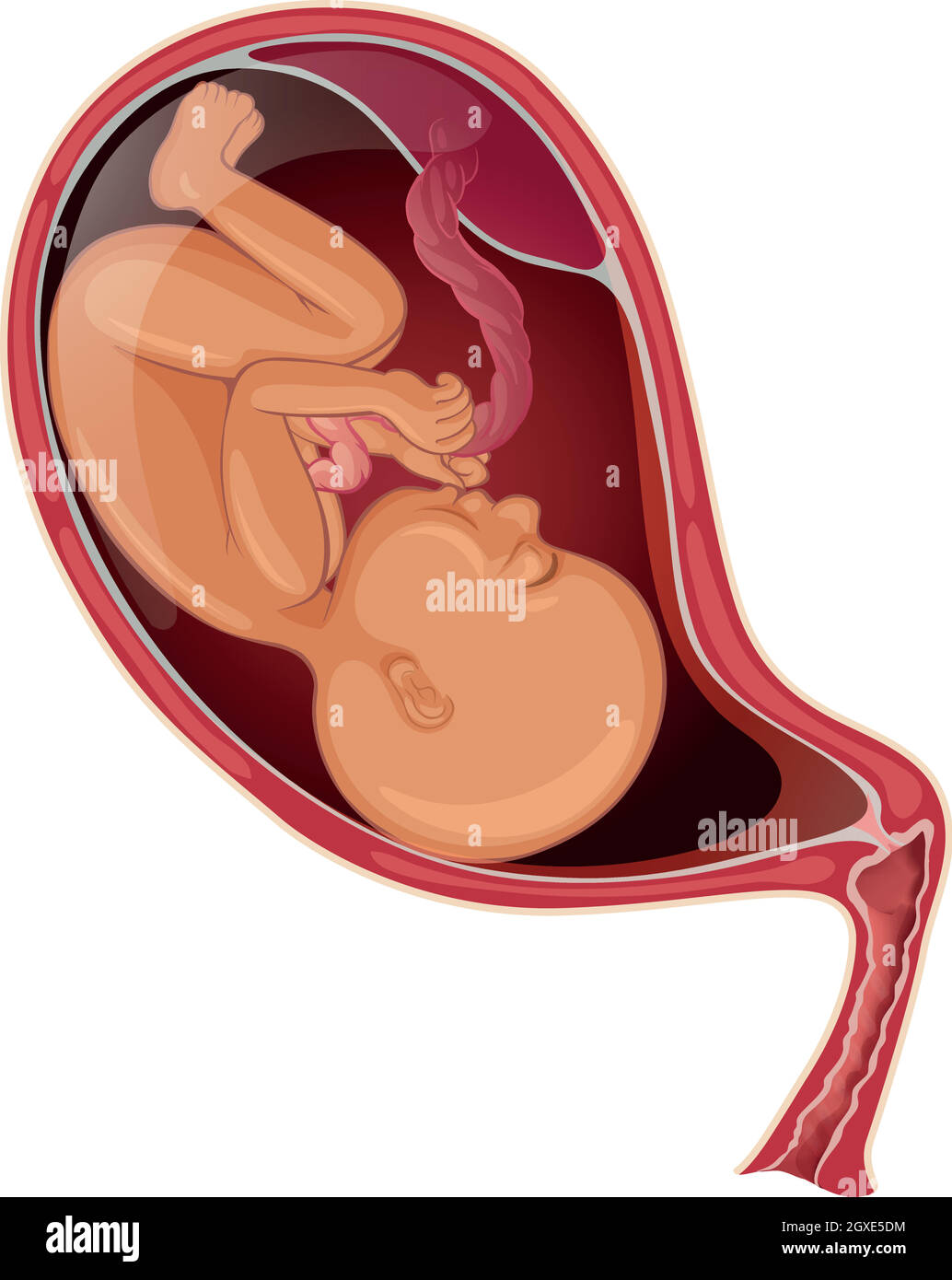 Bébé dans l'utérus de la femme enceinte Illustration de Vecteur