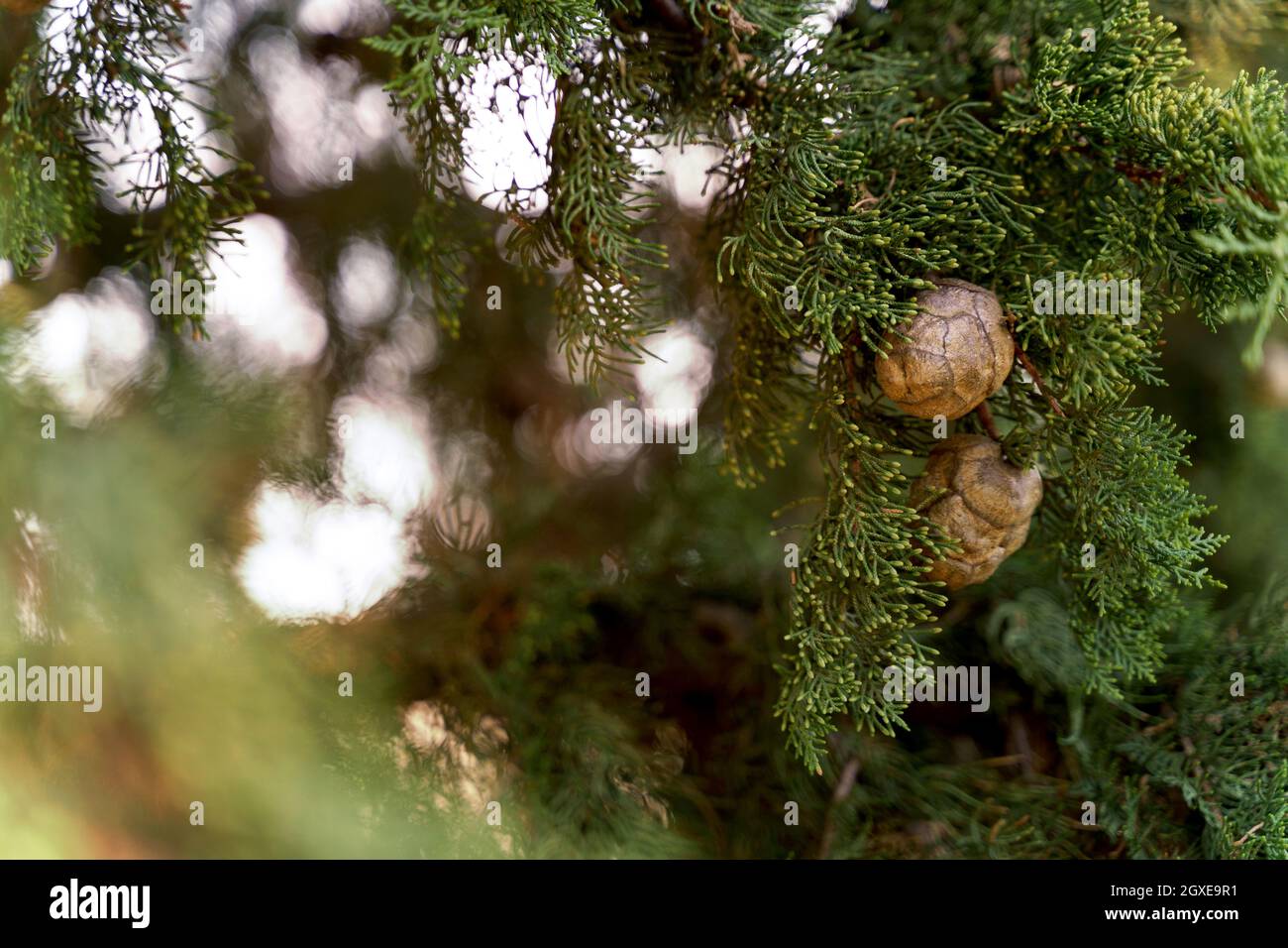 Branche de cyprès méditerranéen avec des cônes ronds bruns.Gros plan Banque D'Images