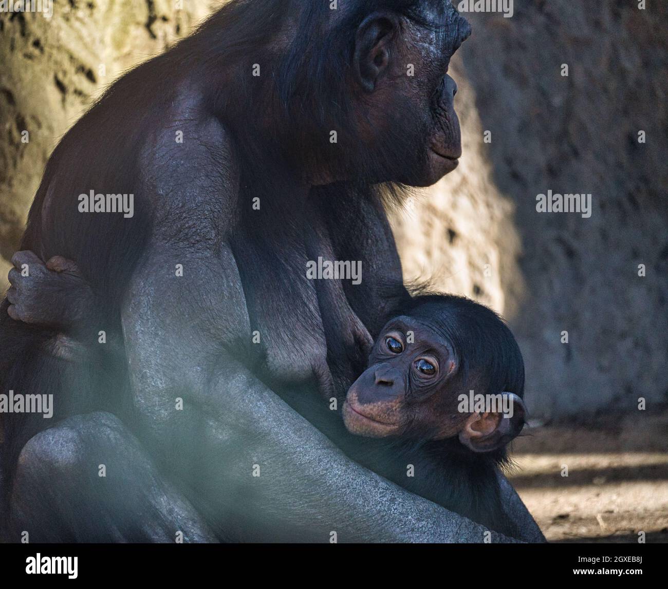 la mère de chimpanzé avec son bébé au zoo de berlin. en contact étroit avec les yeux, tenue dans ses bras avec beaucoup de sensation Banque D'Images