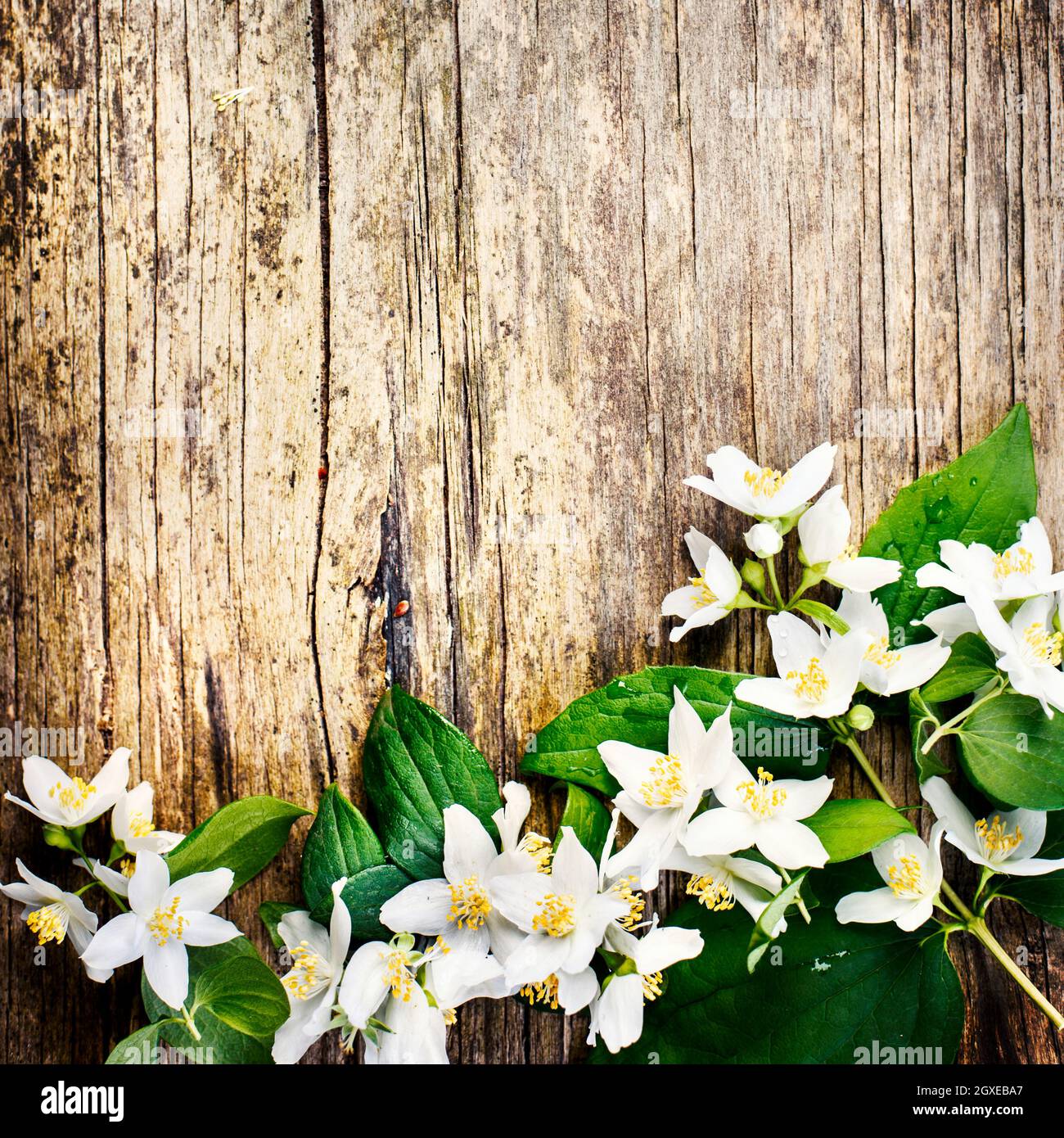 Belle bordure de fleur de printemps sur fond rustique en bois avec copyspace. Bouquet de jasmin blanc sur table texturée vintage. Vue de dessus. Banque D'Images