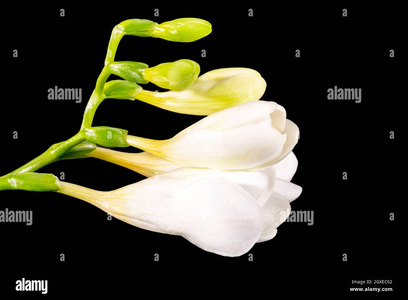 Fleurs de la belle freesia blanche isolée sur fond noir, gros plan Banque D'Images