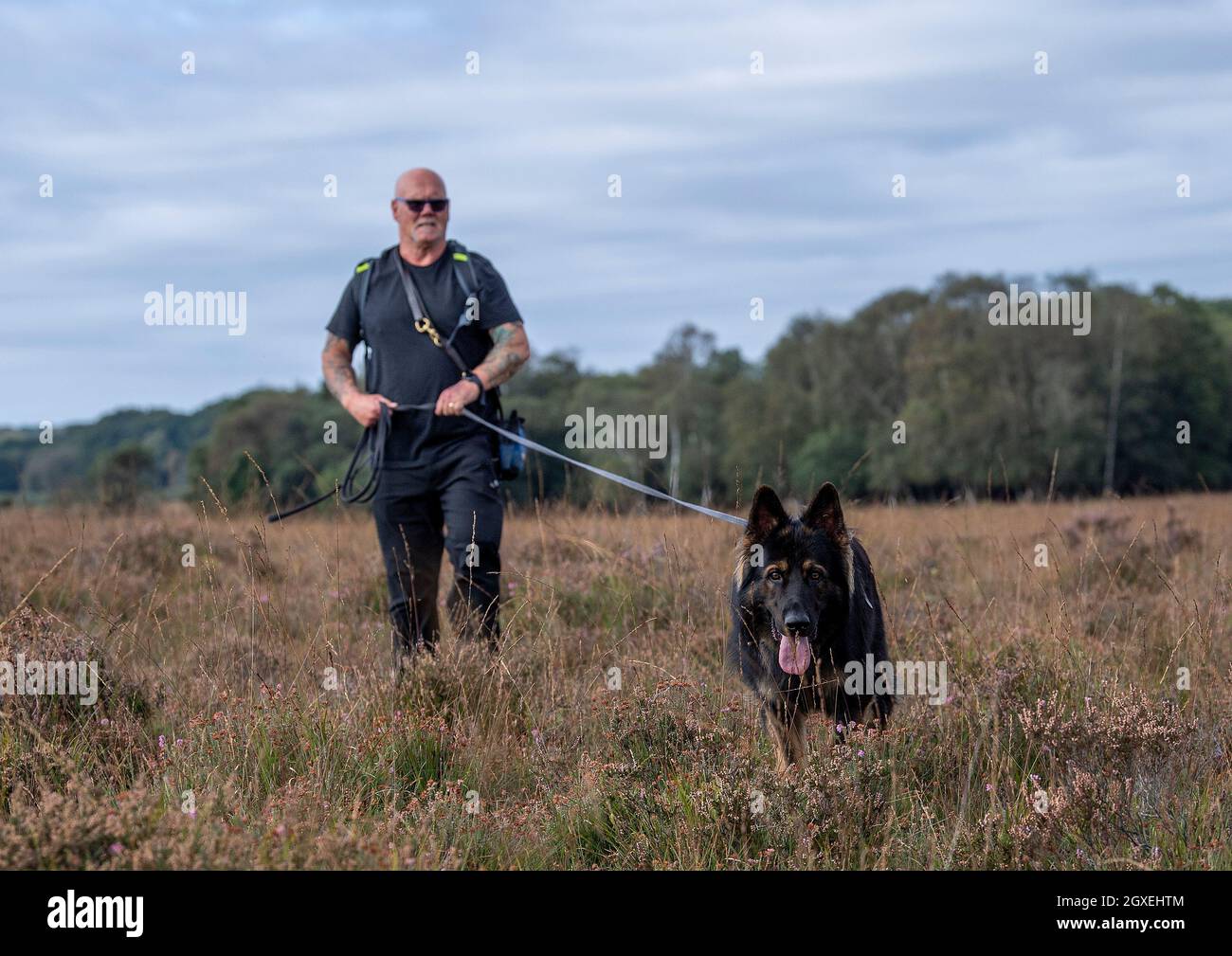 Un chien de berger allemand suivi dans la New Forest, Hampshire, Angleterre, Royaume-Uni. Banque D'Images