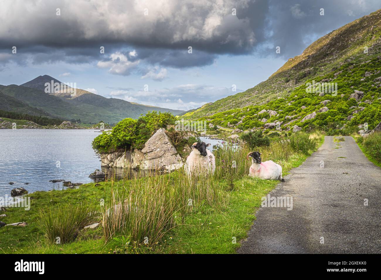 Deux moutons ou béliers reposant sur l'herbe entre le lac et la route de campagne dans la vallée noire, les montagnes des ruisseaux MacGillycuddys, anneau de Kerry, Irlande Banque D'Images