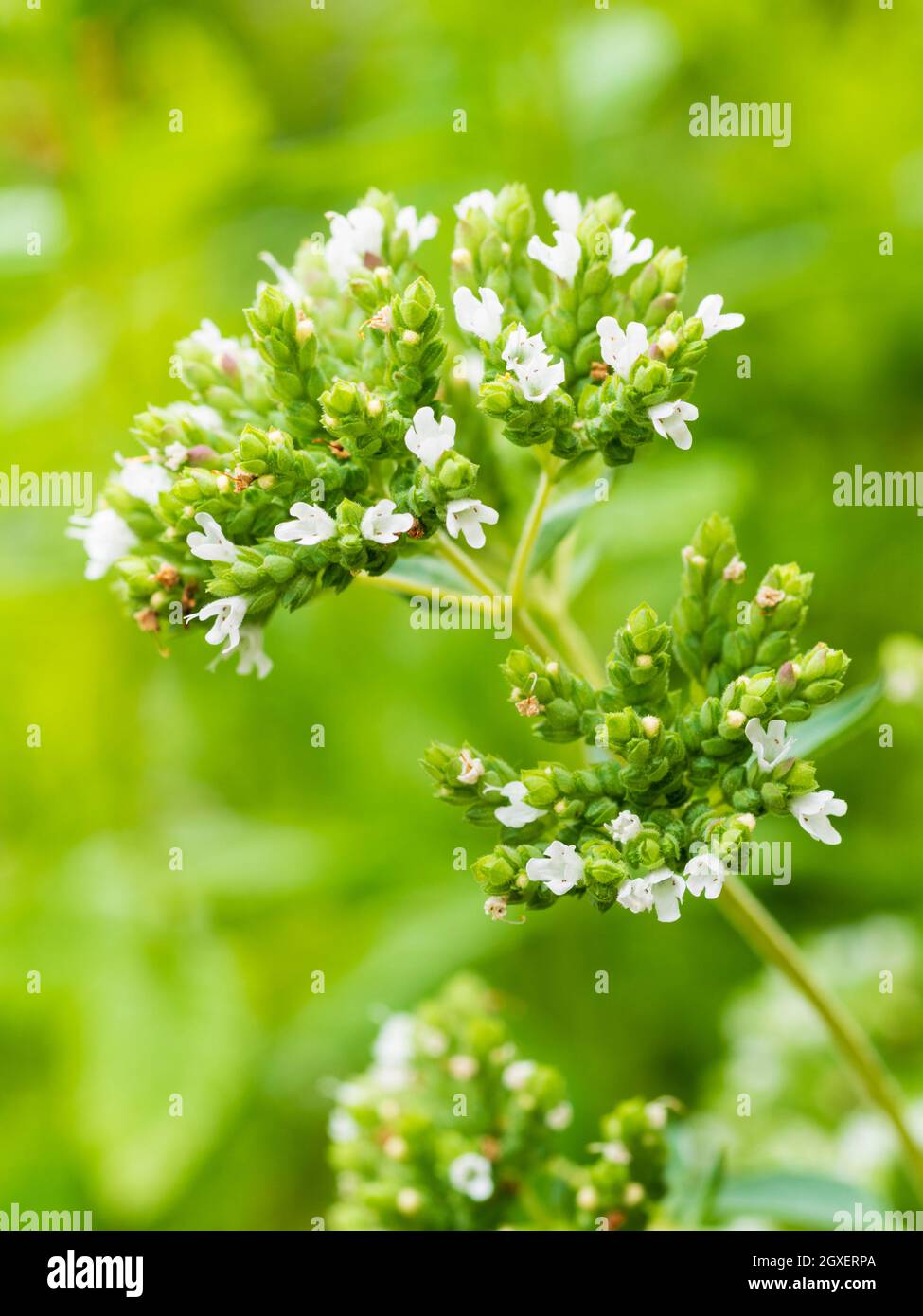 Têtes de fleurs de l'herbe culinaire, origan grec, Origanum vulgare subsp. Hirtum, parsemé de fleurs blanches Banque D'Images