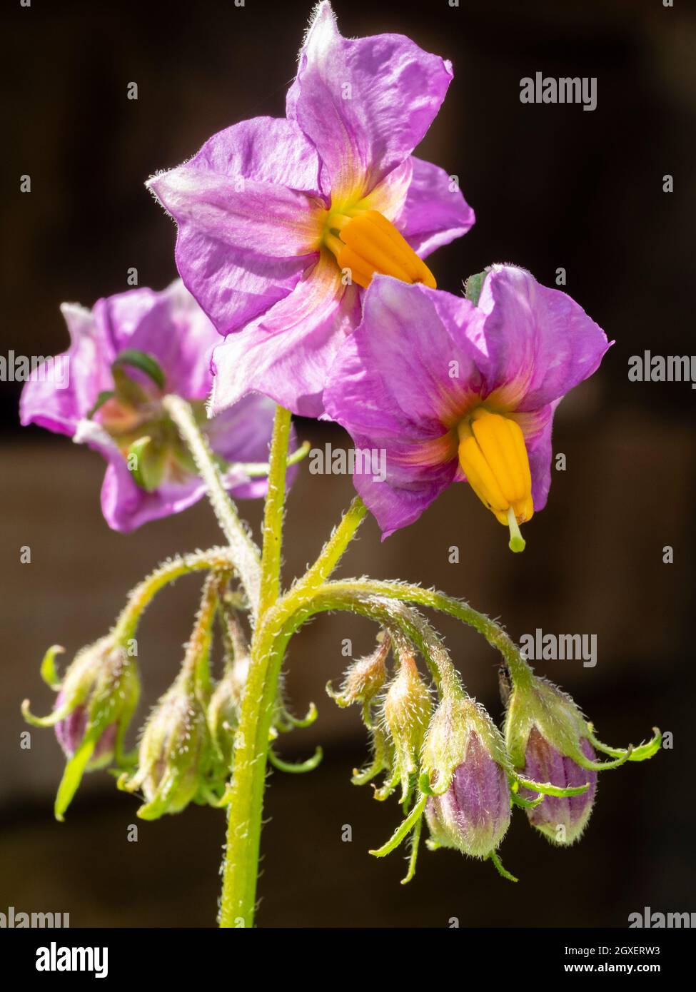 Fleurs violettes de la deuxième pomme de terre ancienne, Solanum tuberosum 'maris Bard' Banque D'Images