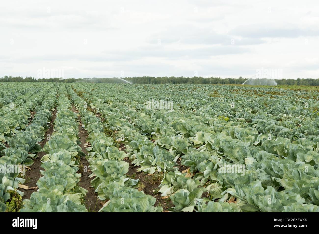 De longues rangées de choux verts se développent dans le champ avec un ciel nuageux au-dessus Banque D'Images