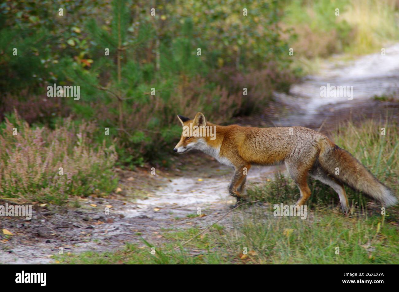 Fox sur un pré forestier. Animal sauvage dans un environnement naturel. Banque D'Images