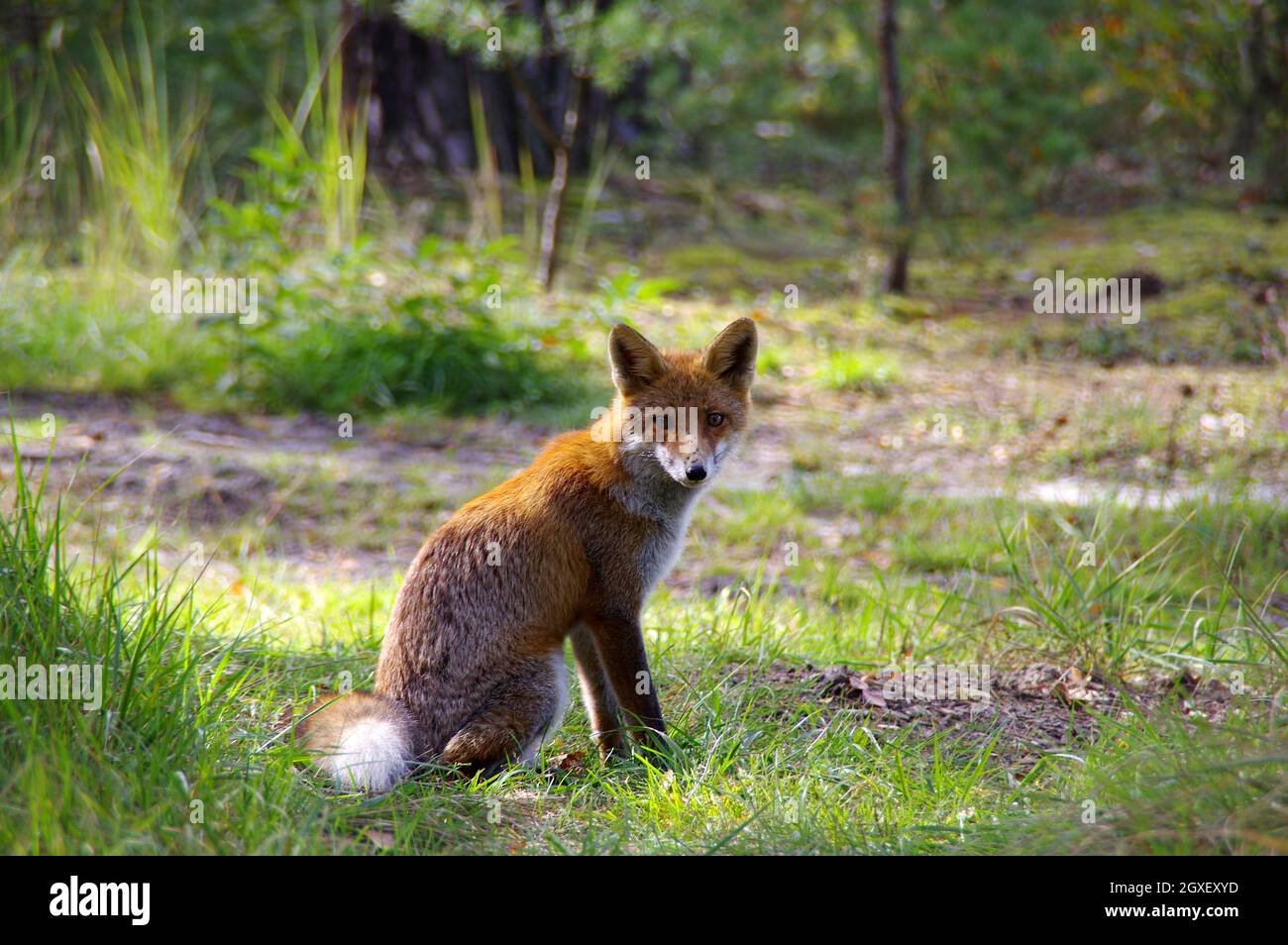 Fox sur un pré forestier. Animal sauvage dans un environnement naturel. Banque D'Images