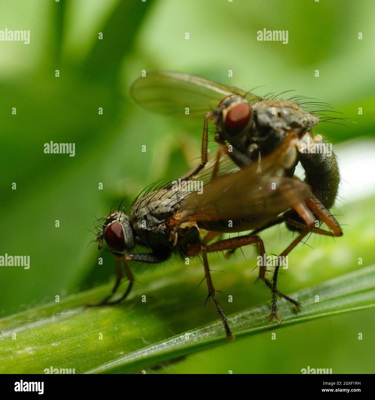 Les yeux composés d'une mouche. Banque D'Images