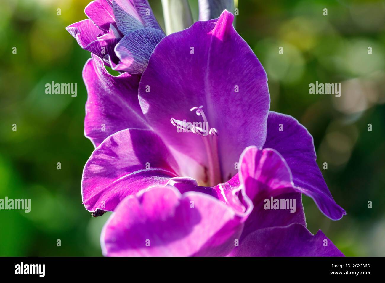 Fleurs de l'iris violet croissant dans un jardin britannique Banque D'Images Fleurs de l'iris violet croissant dans un jardin britannique Banque D'Images