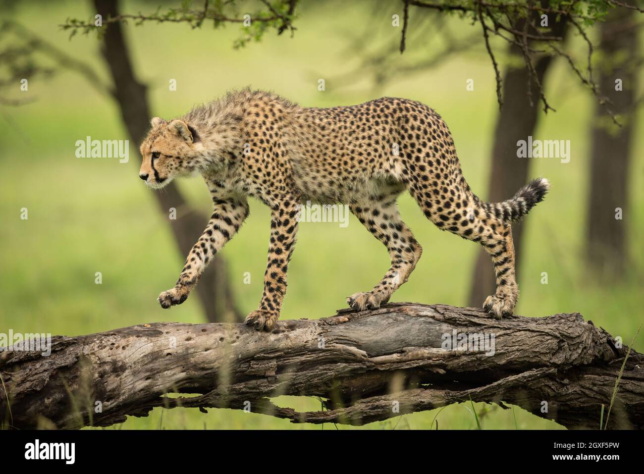 Cheetah cub marchant le long de la patte de levage en rondins Banque D'Images