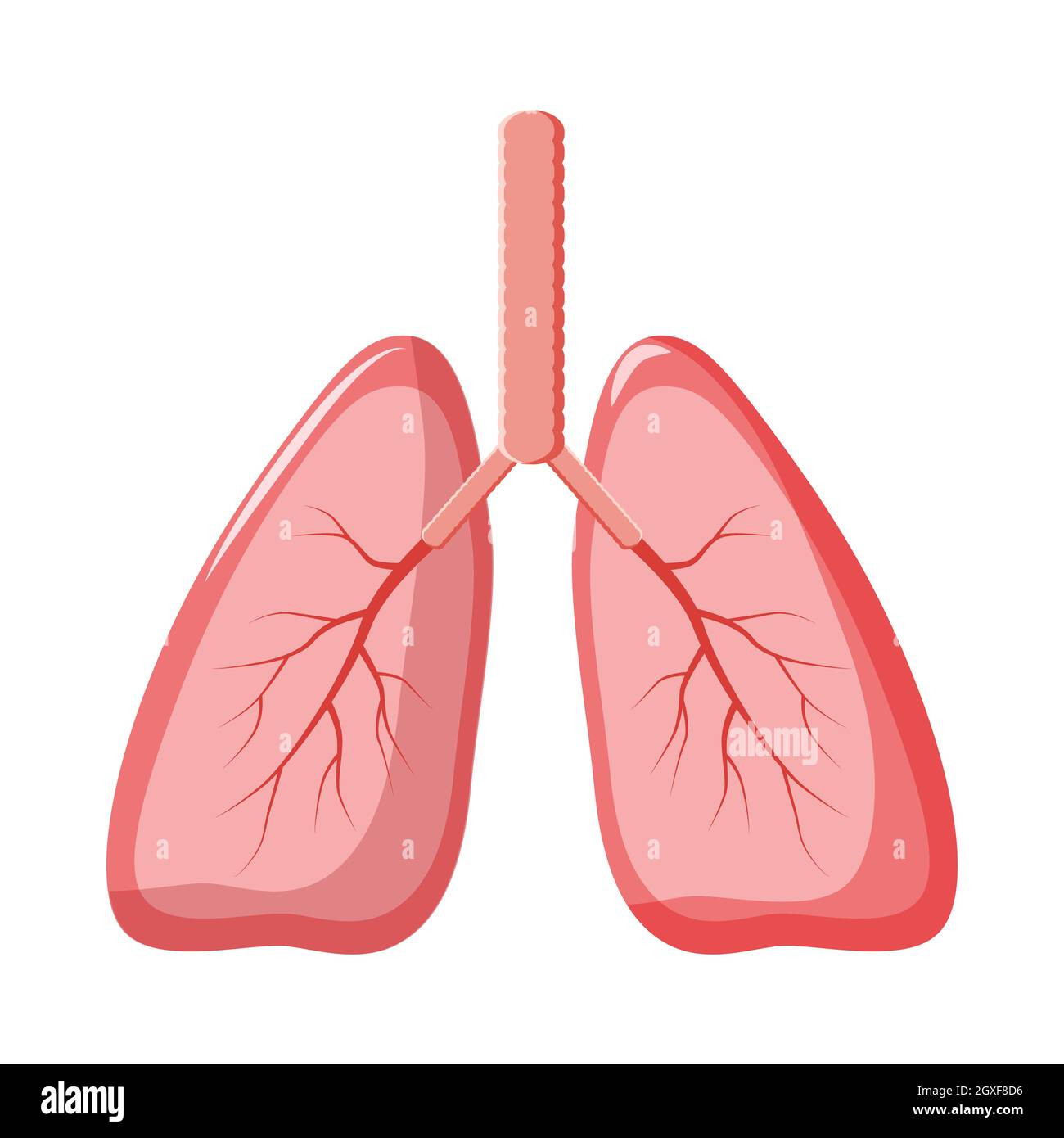 L'icône des poumons humains en style de dessin animé sur un fond blanc Banque D'Images