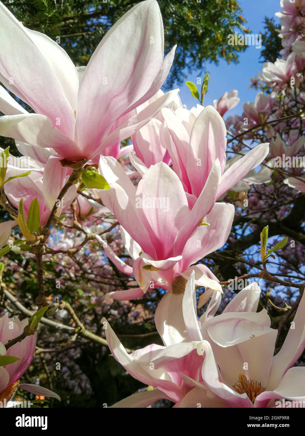 Plusieurs fleurs d'un magnolia (Magnolia × soulangeana, Tulpen-Magnolie) dans un jardin allemand au printemps Banque D'Images