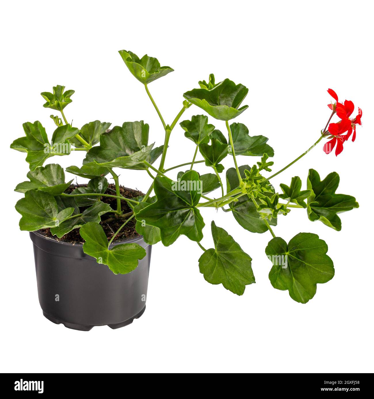 Geraniums rouges Ivy ou Pelargonium peltatum dans un pot de fleurs isolé sur fond blanc Banque D'Images