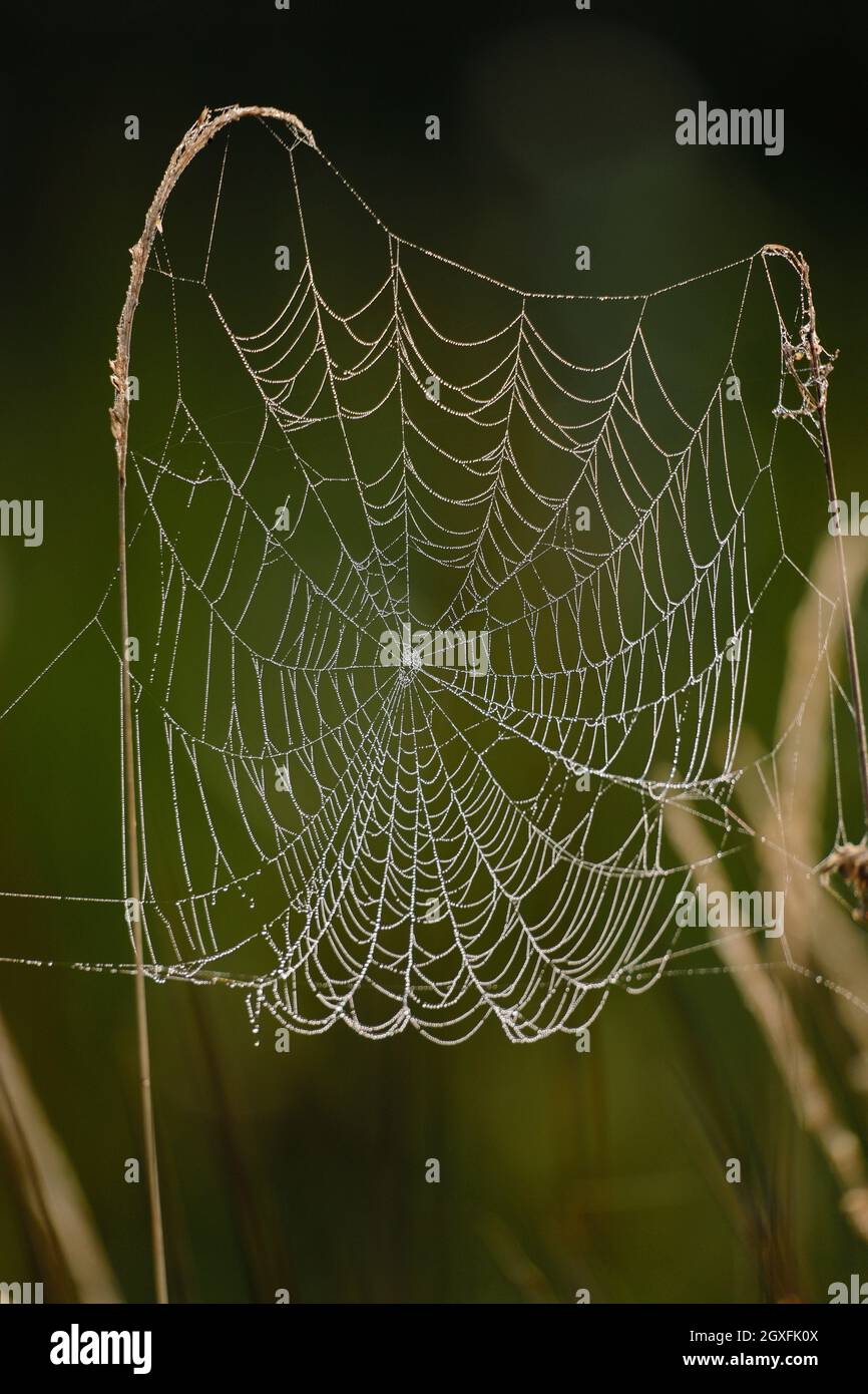 Orb Web Spider Banque D'Images